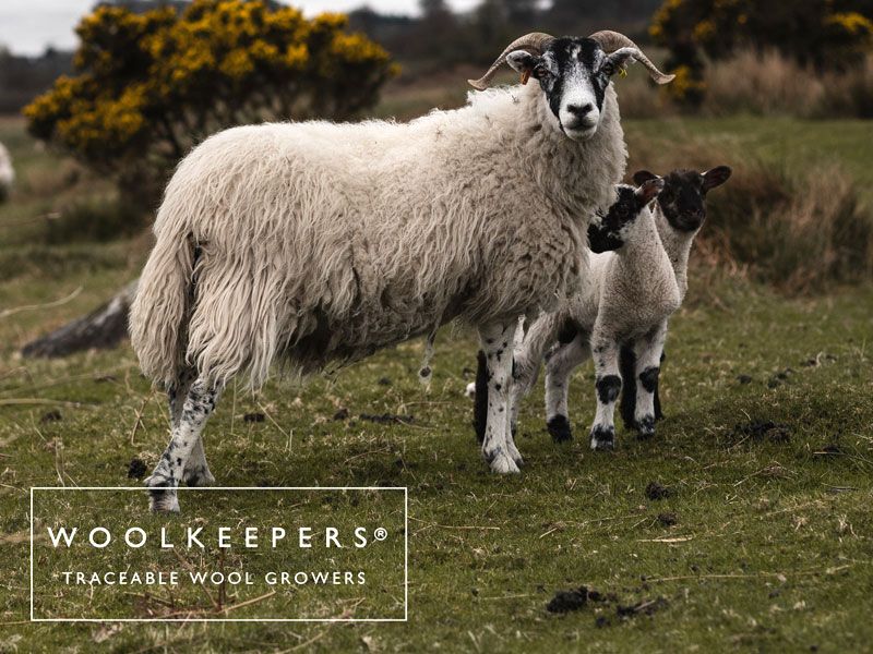 Woolkeepers-Meet-The-Farmers-Introducing-Duncan-and-Catherine-Placeholder-1.jpg