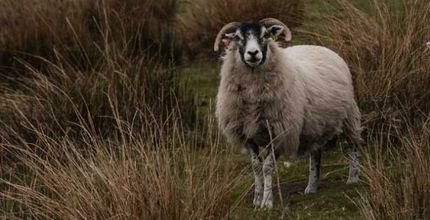 sustainability nav@2x