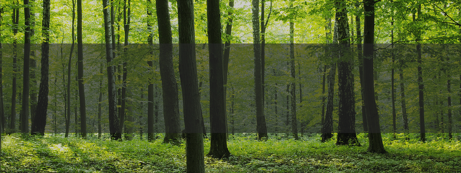 Trees_banner (wecompress.com).png